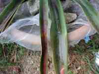 pineapple-20260821_04.jpg