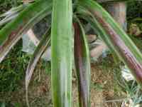 pineapple-20260821_05.jpg