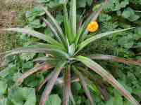 pineapple-20260910_02.jpg