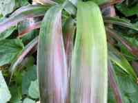 pineapple-20260910_03.jpg