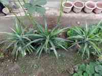 pineapple-20260927_01.jpg