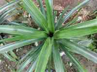 pineapple-20260927_02.jpg