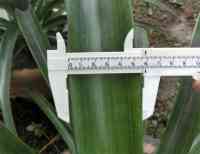 pineapple-20260927_03.jpg