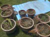 saffron-20250521_01.jpg