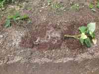 satsumaimo-20260606_01.jpg