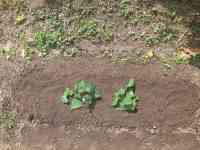 satsumaimo-20260606_04.jpg