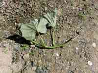 satsumaimo-20261012_09.jpg