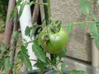 tomato-20130630_04.jpg