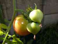 tomato-20130707_04.jpg