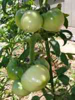 tomato-20130720_02.jpg