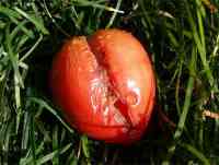 tomato-20130720_04.jpg