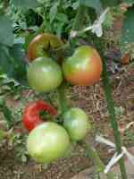 tomato-20130804_03.jpg