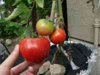 tomato-20130804_06.jpg