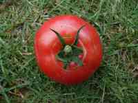 tomato-20130804_07.jpg