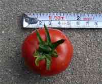 tomato-20140624_01.jpg