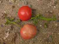 tomato-20160717_16.jpg