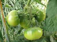 tomato-20200610_02.jpg