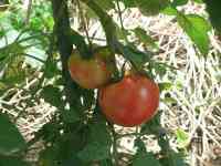 tomato-20200624_02.jpg