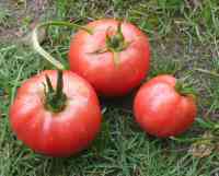 tomato-20200628_01.jpg