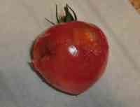 tomato-20200629_01.jpg