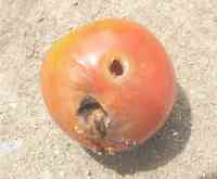 tomato-20200814_02.jpg