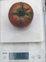 tomato-20220723_02.jpg