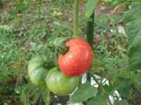 tomato-20230702_01.jpg