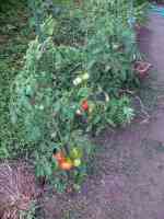 tomato-20240711_01.jpg