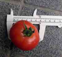 tomato-20240711_02.jpg