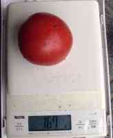 tomato-20240711_05.jpg