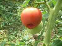 tomato-20240717_03.jpg
