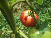 tomato-20240717_04.jpg