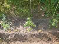 tomato-20250520_01.jpg