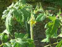tomato-20250520_02.jpg