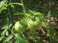 tomato-20250622_02.jpg