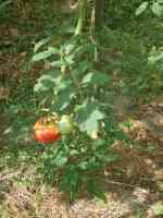 tomato-20250707_01.jpg