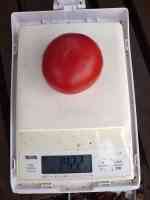 tomato-20250707_02.jpg