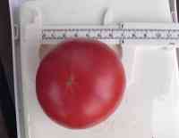 tomato-20250707_03.jpg