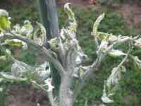 tomato-20250721_01.jpg