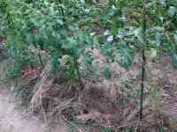 tomato-20250721_02.jpg