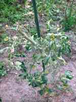 tomato-20250813_01.jpg