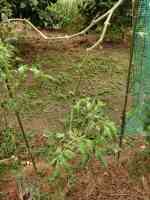 tomato-20250919_01.jpg